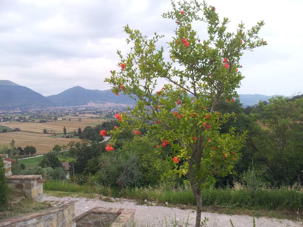 Fonte Chiara Villa Gubbio Oda fotoğraf